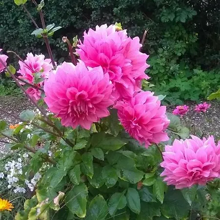 Pensjonat Rezidence Jiskra *