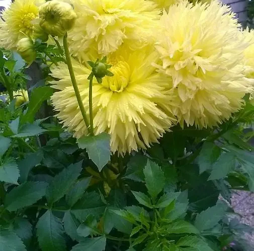 Rezidence Jiskra Guest house Brandys nad Labem-Stara Boleslav